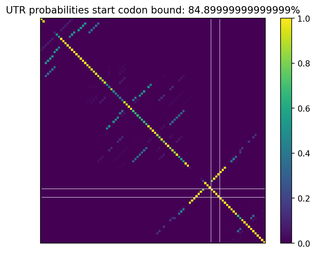 Heatmap of base pair probabilities for computational NUPACK foldings of the 5prime UTR that leave the start codon bound