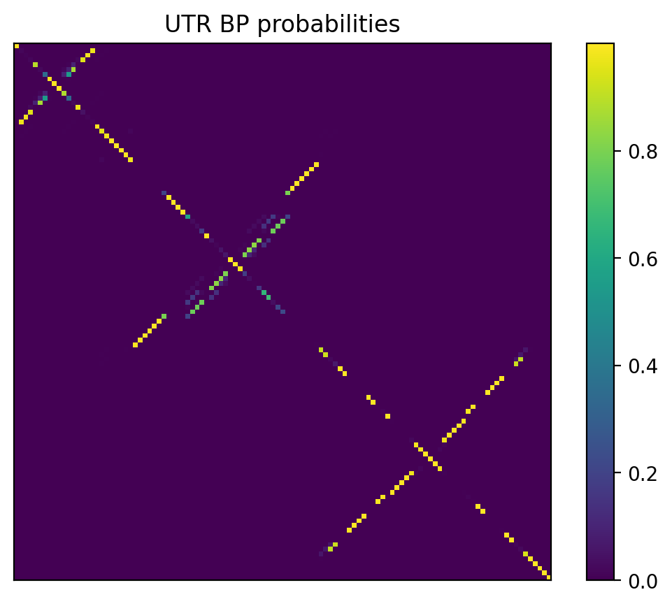 Heatmap of base pair probabilities for 1000 computational NUPACK foldings of the 5prime UTR