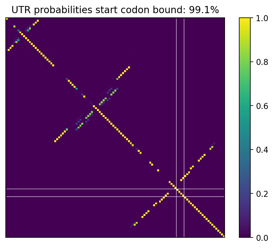 Heatmap of base pair probabilities for computational NUPACK foldings of the 5prime UTR that leave the start codon bound