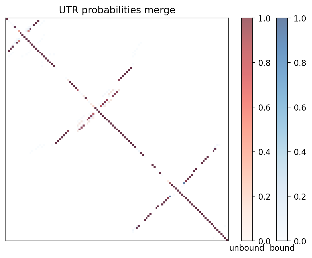 Heatmap of base pair probabilities for computational NUPACK foldings of the 5prime UTR with the bound and unbound conformers overlaid