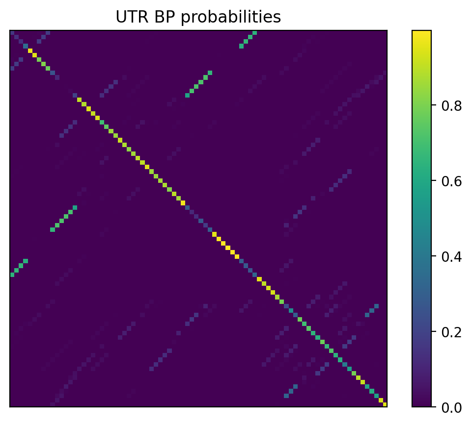 Heatmap of base pair probabilities for 1000 computational NUPACK foldings of the 5prime UTR