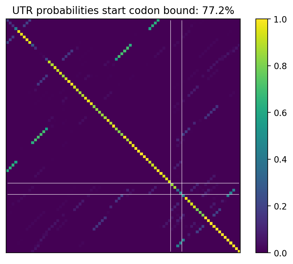 Heatmap of base pair probabilities for computational NUPACK foldings of the 5prime UTR that leave the start codon bound