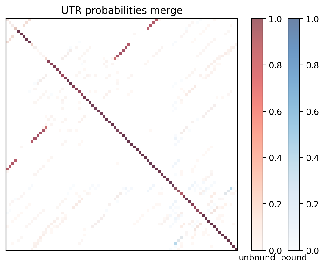 Heatmap of base pair probabilities for computational NUPACK foldings of the 5prime UTR with the bound and unbound conformers overlaid