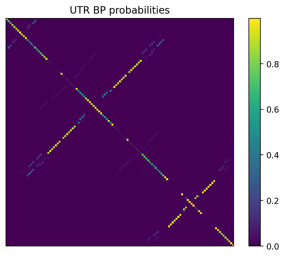 Heatmap of base pair probabilities for 1000 computational NUPACK foldings of the 5prime UTR