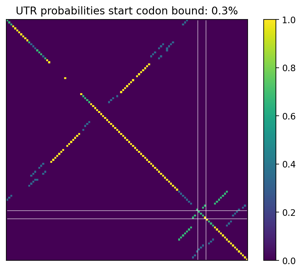 Heatmap of base pair probabilities for computational NUPACK foldings of the 5prime UTR that leave the start codon bound
