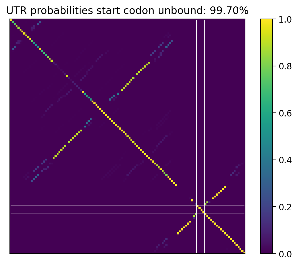 Heatmap of base pair probabilities for computational NUPACK foldings of the 5prime UTR that leave the start codon unbound