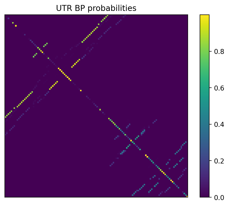 Heatmap of base pair probabilities for 1000 computational NUPACK foldings of the 5prime UTR