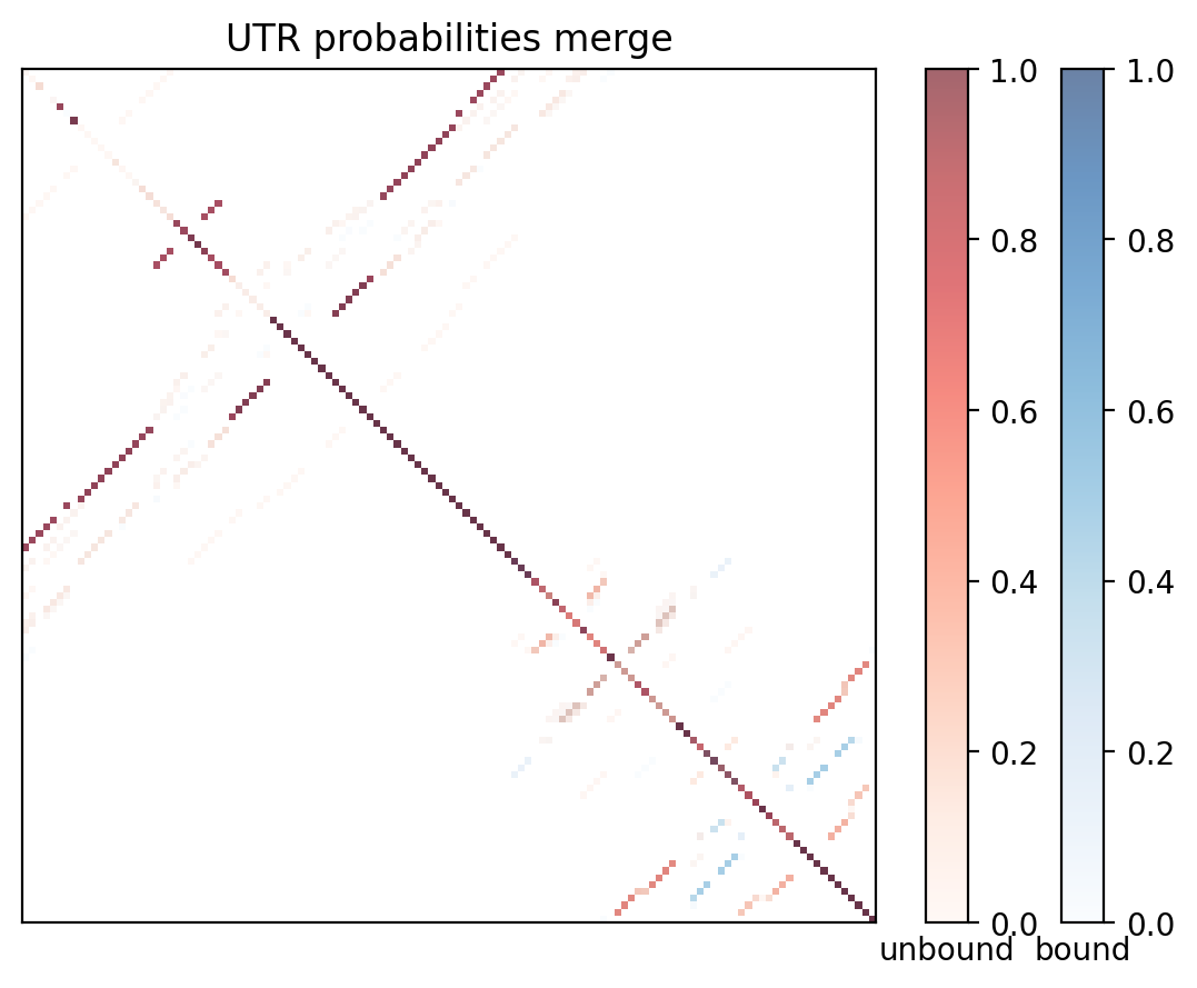 Heatmap of base pair probabilities for computational NUPACK foldings of the 5prime UTR with the bound and unbound conformers overlaid
