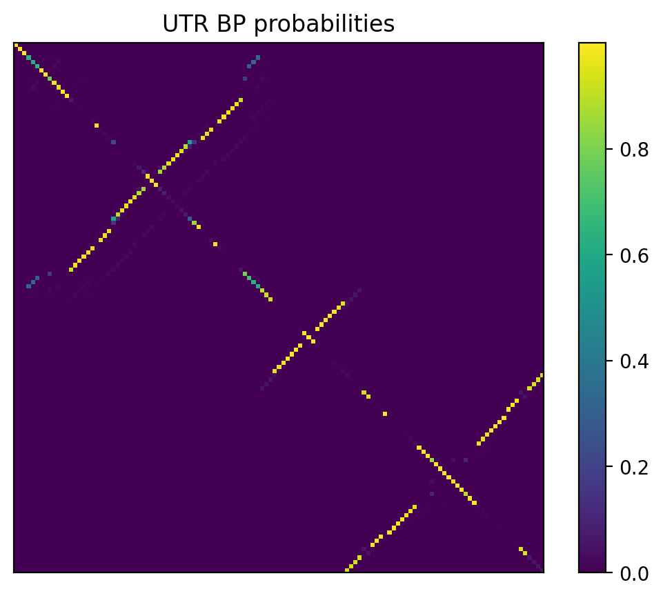 Heatmap of base pair probabilities for 1000 computational NUPACK foldings of the 5prime UTR