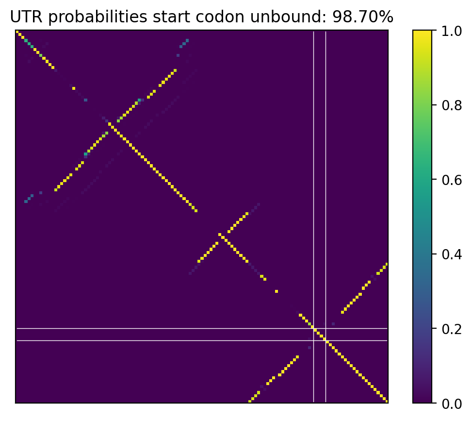 Heatmap of base pair probabilities for computational NUPACK foldings of the 5prime UTR that leave the start codon unbound