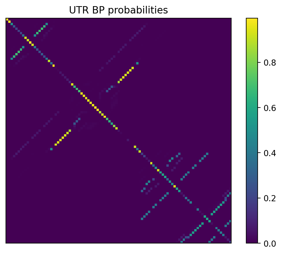 Heatmap of base pair probabilities for 1000 computational NUPACK foldings of the 5prime UTR