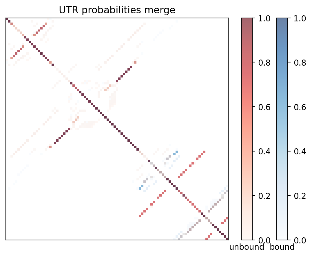 Heatmap of base pair probabilities for computational NUPACK foldings of the 5prime UTR with the bound and unbound conformers overlaid