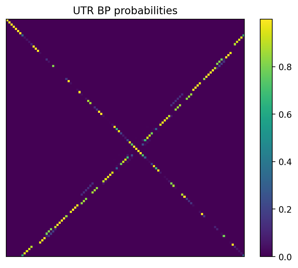 Heatmap of base pair probabilities for 1000 computational NUPACK foldings of the 5prime UTR