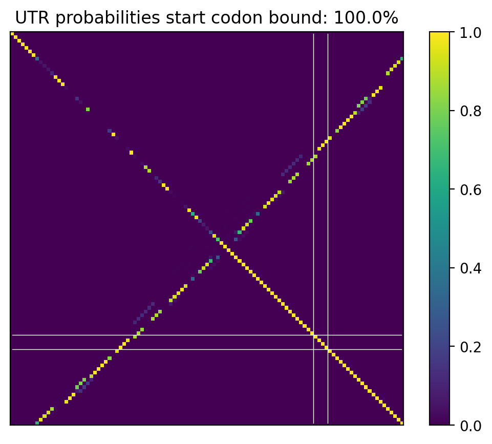 Heatmap of base pair probabilities for computational NUPACK foldings of the 5prime UTR that leave the start codon bound