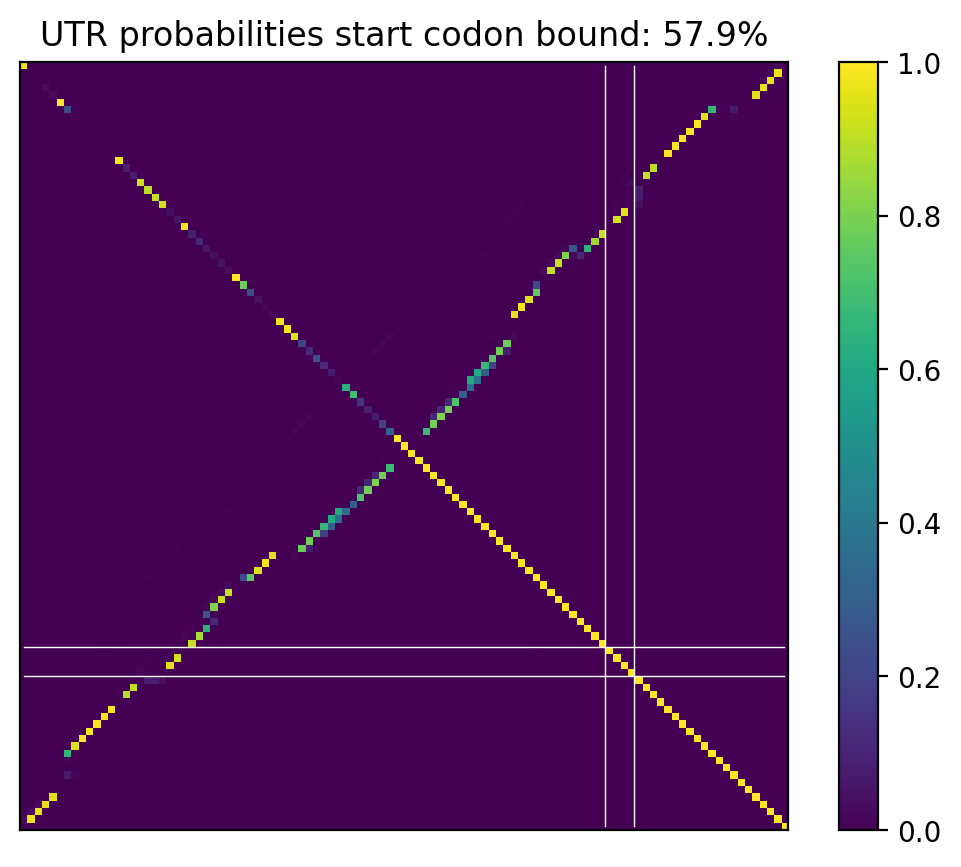 Heatmap of base pair probabilities for computational NUPACK foldings of the 5prime UTR that leave the start codon bound