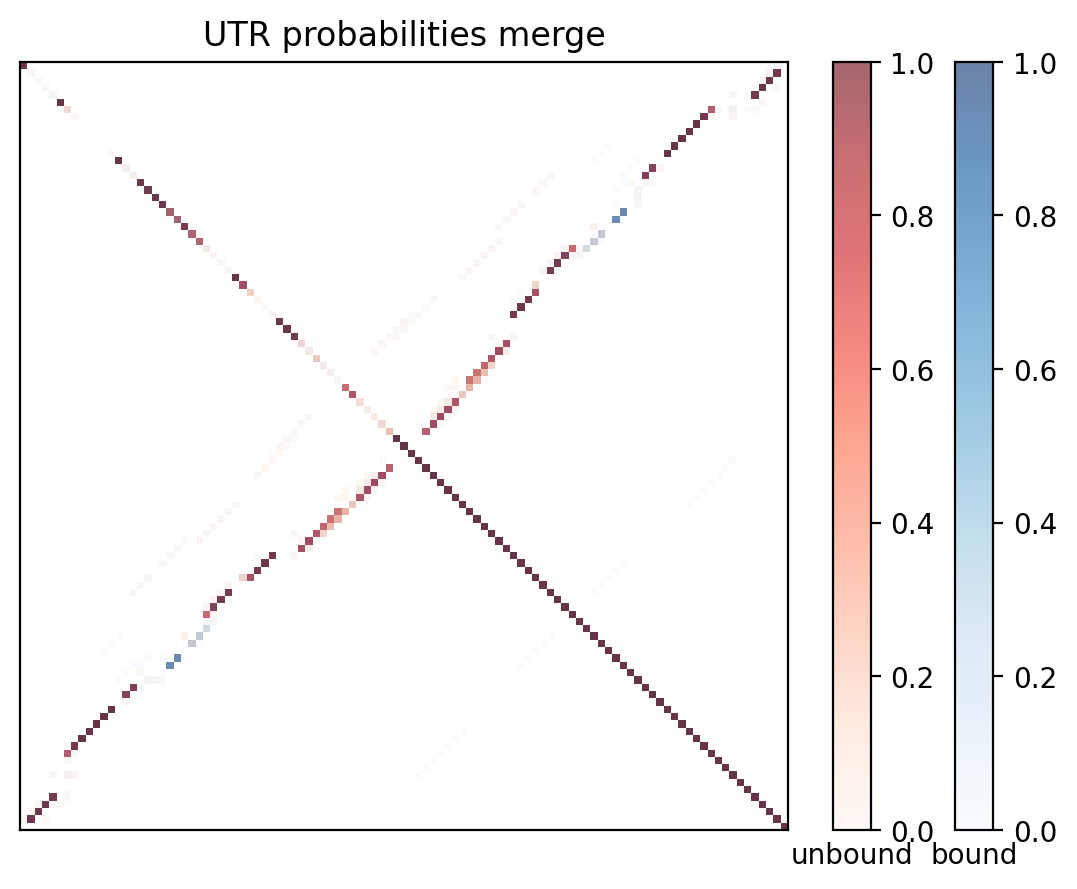 Heatmap of base pair probabilities for computational NUPACK foldings of the 5prime UTR with the bound and unbound conformers overlaid