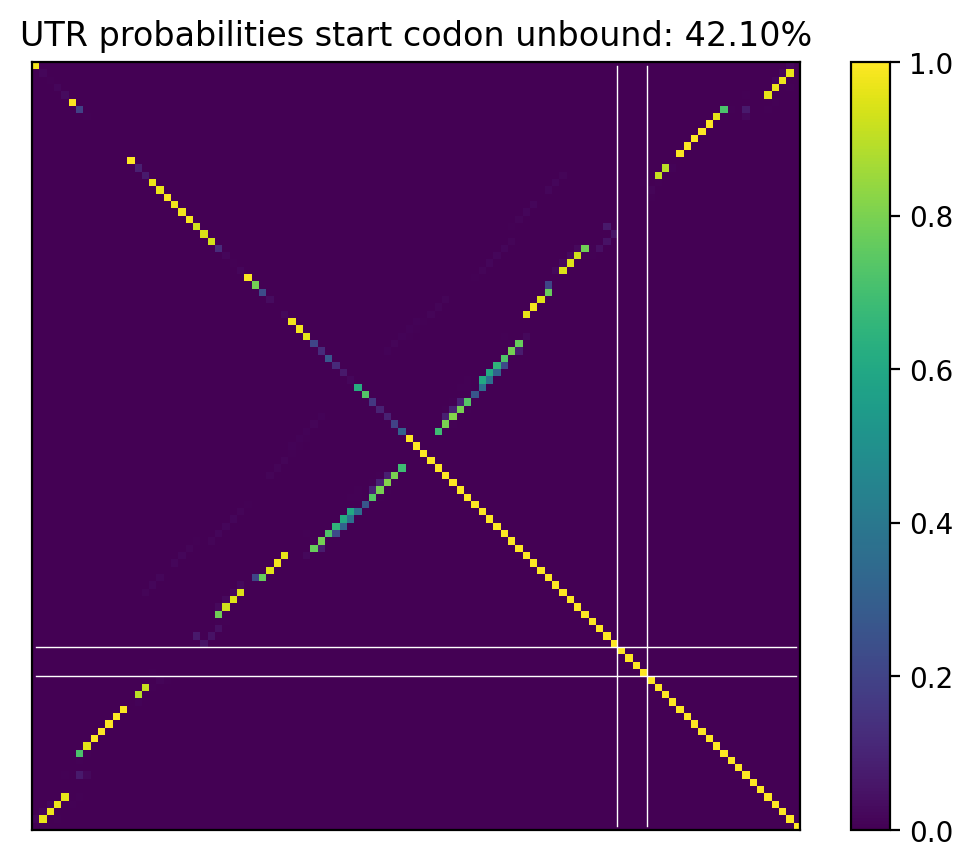 Heatmap of base pair probabilities for computational NUPACK foldings of the 5prime UTR that leave the start codon unbound