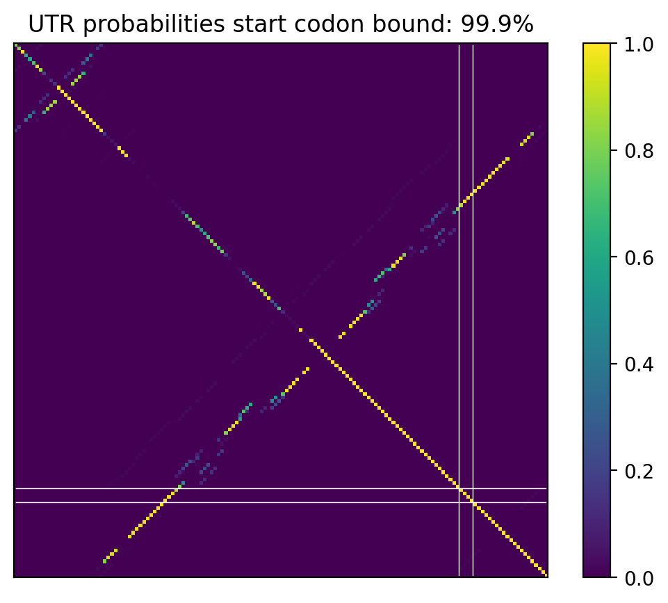 Heatmap of base pair probabilities for computational NUPACK foldings of the 5prime UTR that leave the start codon bound