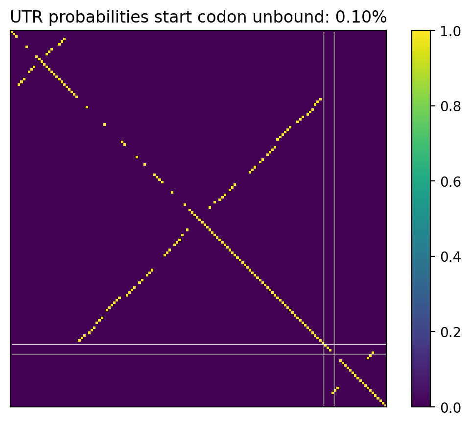 Heatmap of base pair probabilities for computational NUPACK foldings of the 5prime UTR that leave the start codon unbound