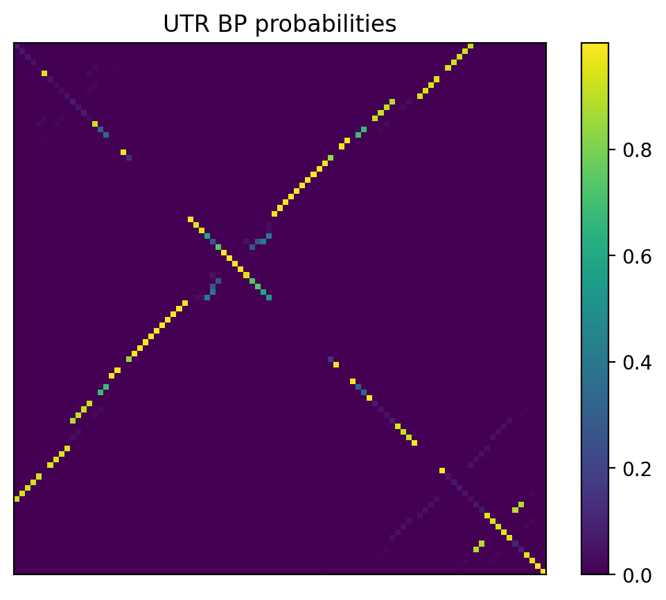 Heatmap of base pair probabilities for 1000 computational NUPACK foldings of the 5prime UTR