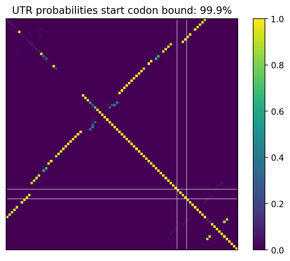 Heatmap of base pair probabilities for computational NUPACK foldings of the 5prime UTR that leave the start codon bound