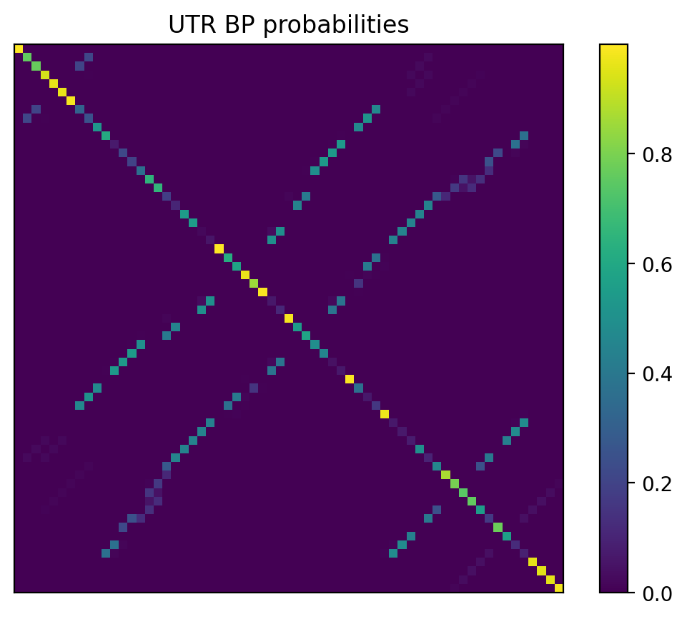 Heatmap of base pair probabilities for 1000 computational NUPACK foldings of the 5prime UTR