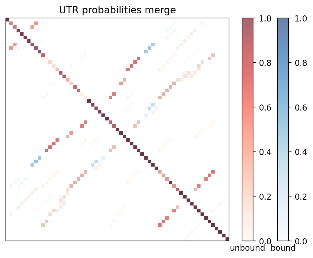 Heatmap of base pair probabilities for computational NUPACK foldings of the 5prime UTR with the bound and unbound conformers overlaid