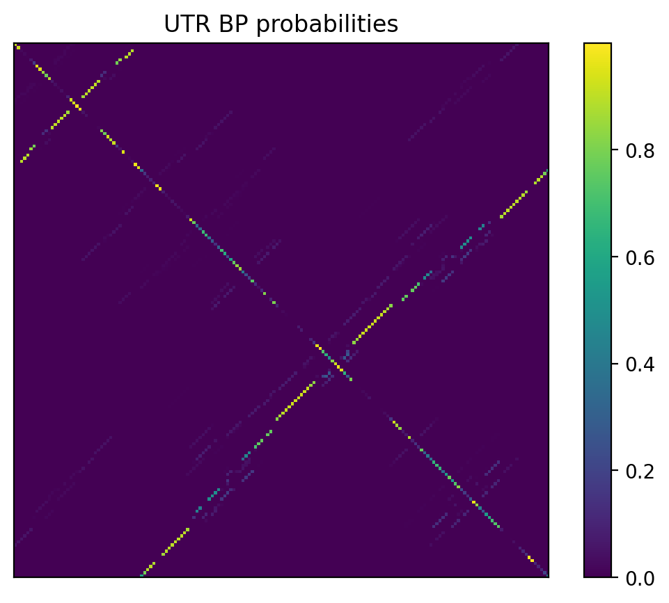 Heatmap of base pair probabilities for 1000 computational NUPACK foldings of the 5prime UTR