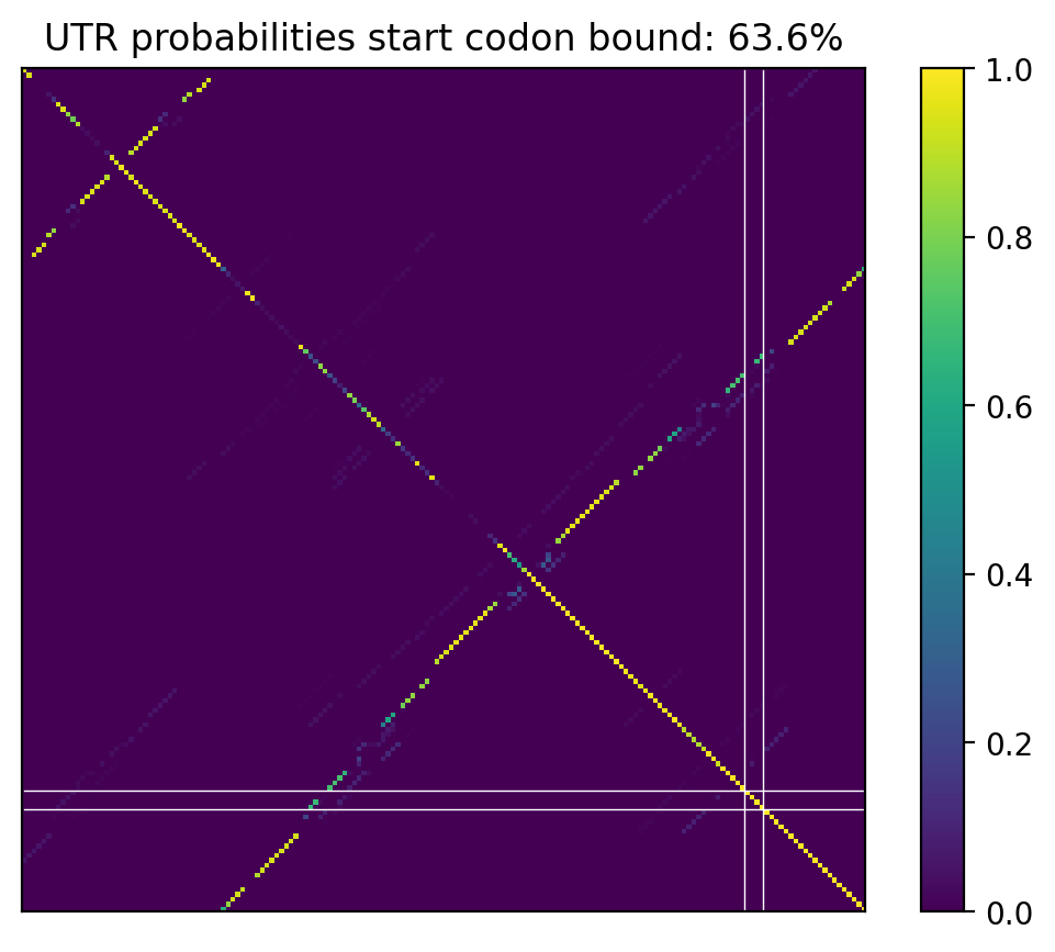 Heatmap of base pair probabilities for computational NUPACK foldings of the 5prime UTR that leave the start codon bound