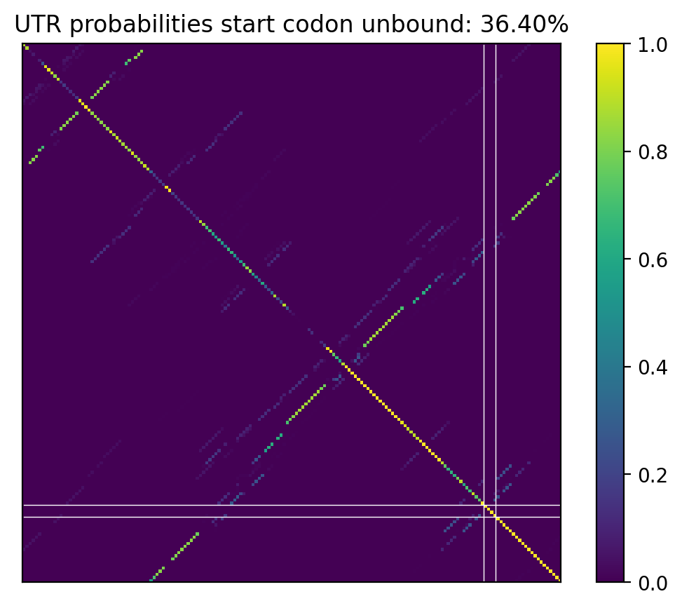 Heatmap of base pair probabilities for computational NUPACK foldings of the 5prime UTR that leave the start codon unbound
