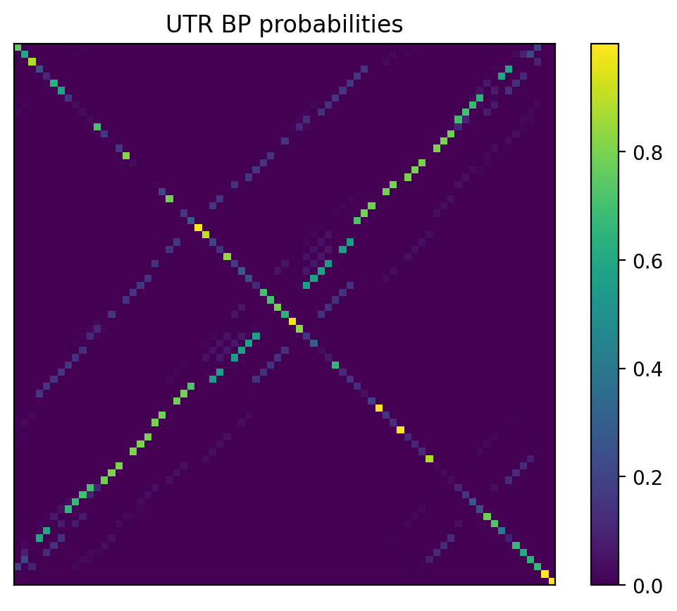 Heatmap of base pair probabilities for 1000 computational NUPACK foldings of the 5prime UTR