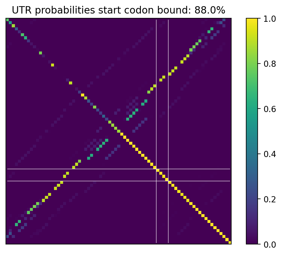 Heatmap of base pair probabilities for computational NUPACK foldings of the 5prime UTR that leave the start codon bound