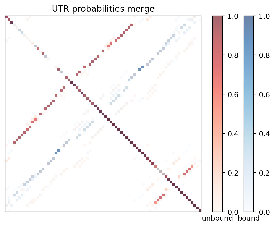 Heatmap of base pair probabilities for computational NUPACK foldings of the 5prime UTR with the bound and unbound conformers overlaid