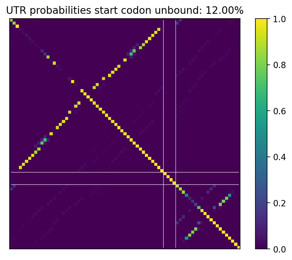 Heatmap of base pair probabilities for computational NUPACK foldings of the 5prime UTR that leave the start codon unbound