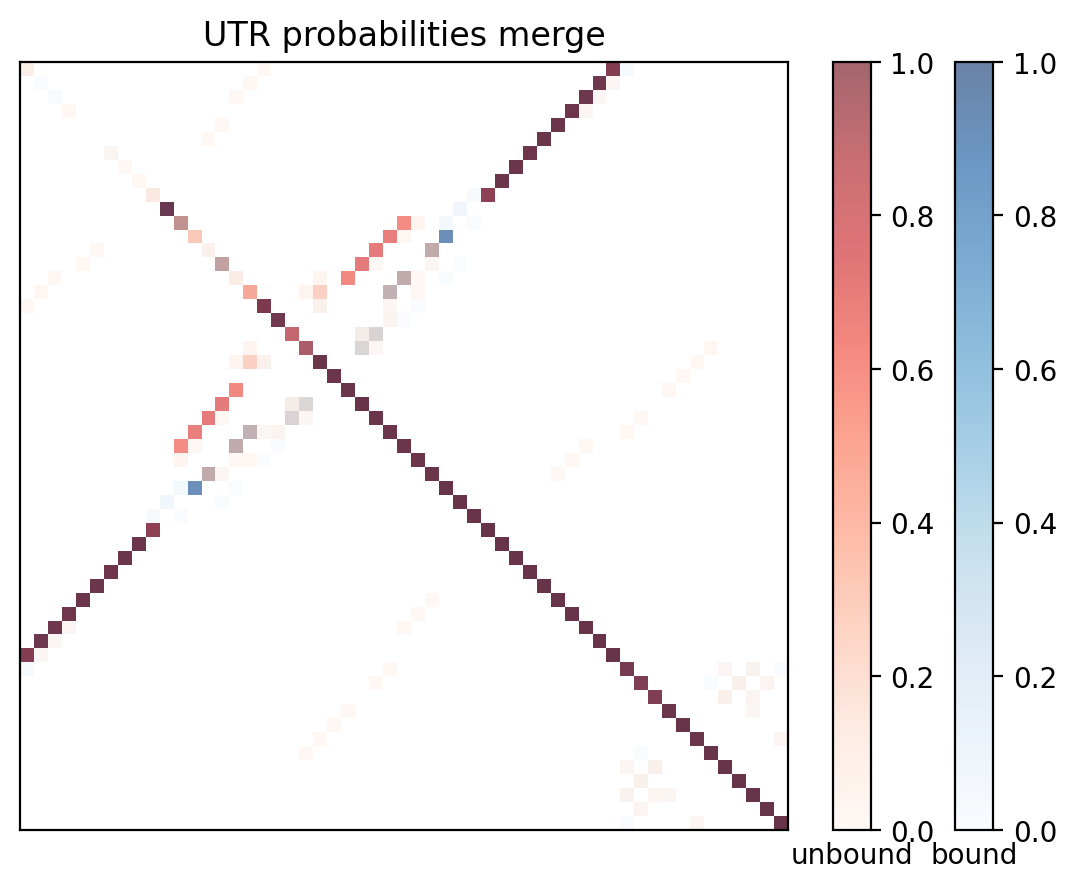 Heatmap of base pair probabilities for computational NUPACK foldings of the 5prime UTR with the bound and unbound conformers overlaid
