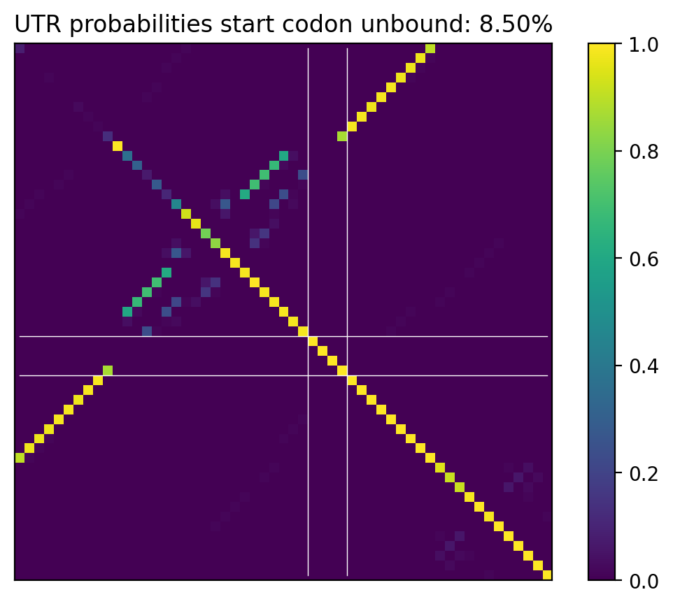 Heatmap of base pair probabilities for computational NUPACK foldings of the 5prime UTR that leave the start codon unbound