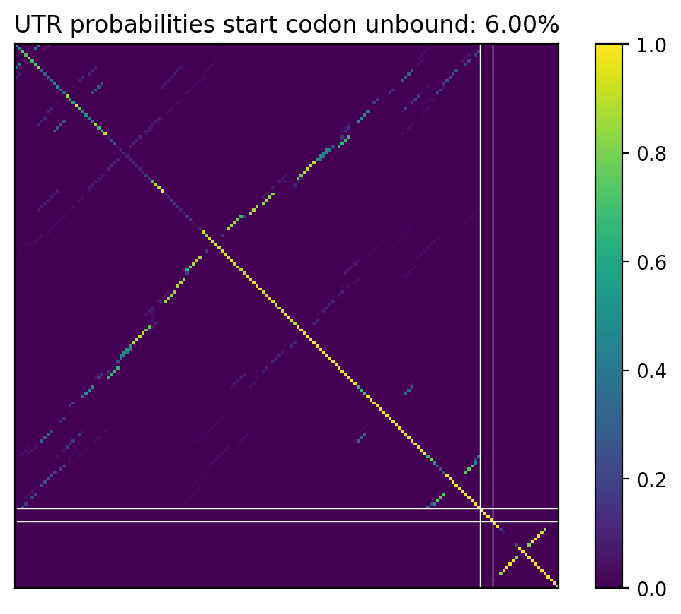 Heatmap of base pair probabilities for computational NUPACK foldings of the 5prime UTR that leave the start codon unbound