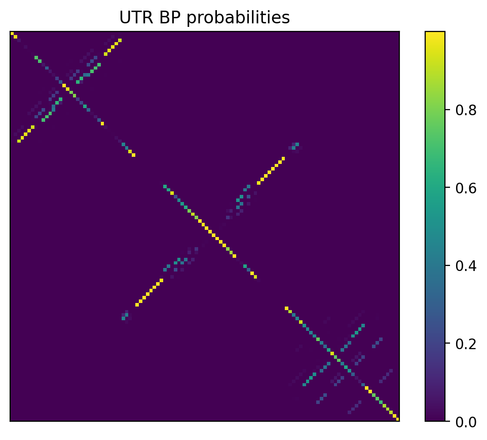 Heatmap of base pair probabilities for 1000 computational NUPACK foldings of the 5prime UTR