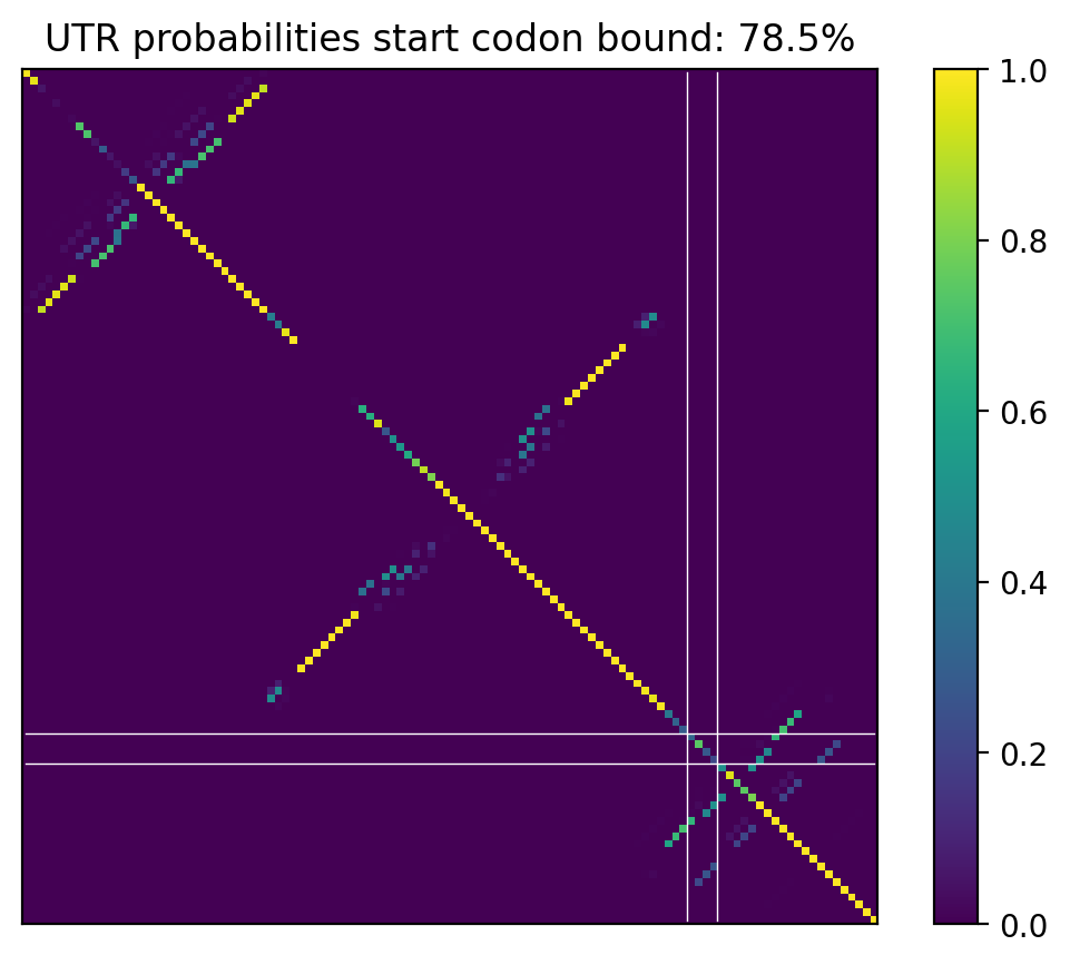 Heatmap of base pair probabilities for computational NUPACK foldings of the 5prime UTR that leave the start codon bound