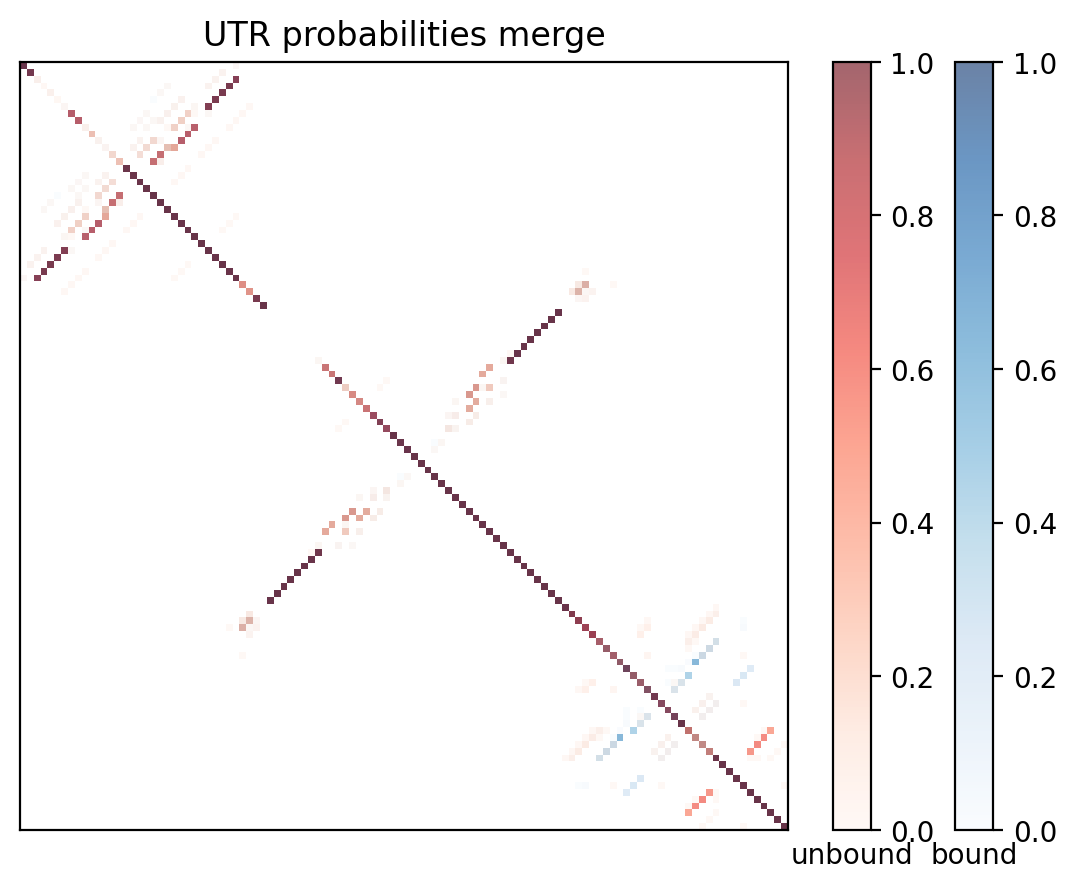 Heatmap of base pair probabilities for computational NUPACK foldings of the 5prime UTR with the bound and unbound conformers overlaid
