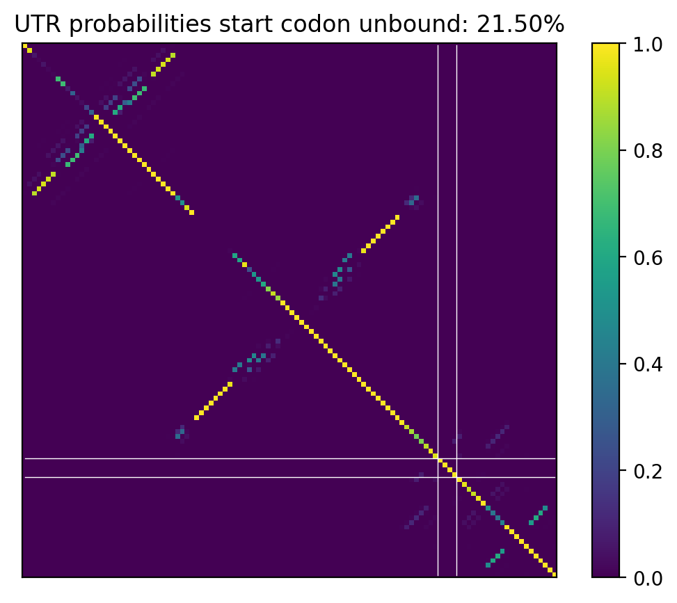 Heatmap of base pair probabilities for computational NUPACK foldings of the 5prime UTR that leave the start codon unbound