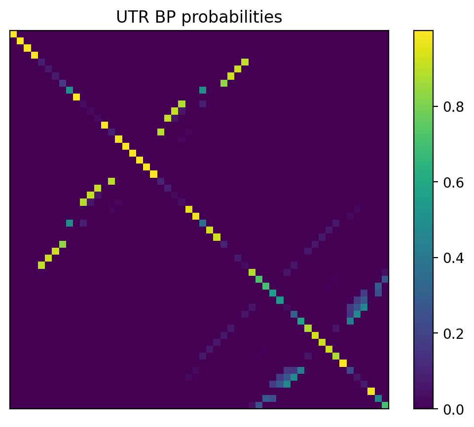 Heatmap of base pair probabilities for 1000 computational NUPACK foldings of the 5prime UTR