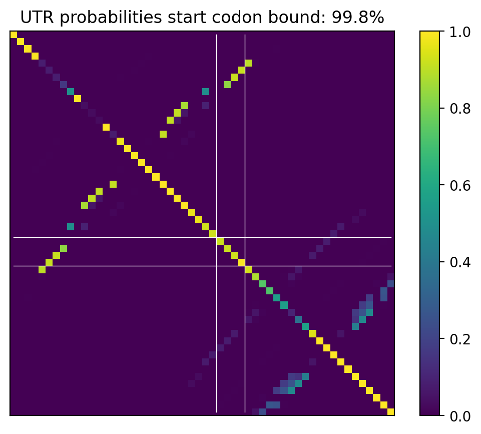 Heatmap of base pair probabilities for computational NUPACK foldings of the 5prime UTR that leave the start codon bound