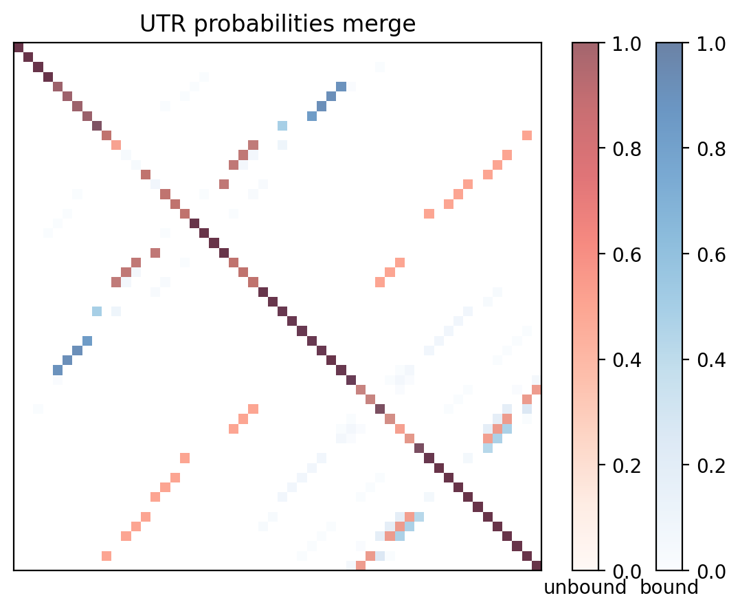 Heatmap of base pair probabilities for computational NUPACK foldings of the 5prime UTR with the bound and unbound conformers overlaid