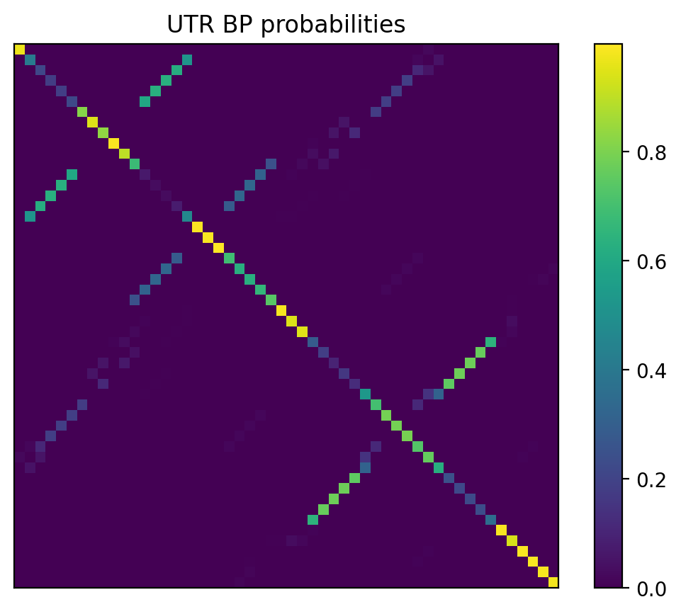 Heatmap of base pair probabilities for 1000 computational NUPACK foldings of the 5prime UTR