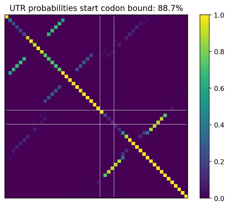 Heatmap of base pair probabilities for computational NUPACK foldings of the 5prime UTR that leave the start codon bound