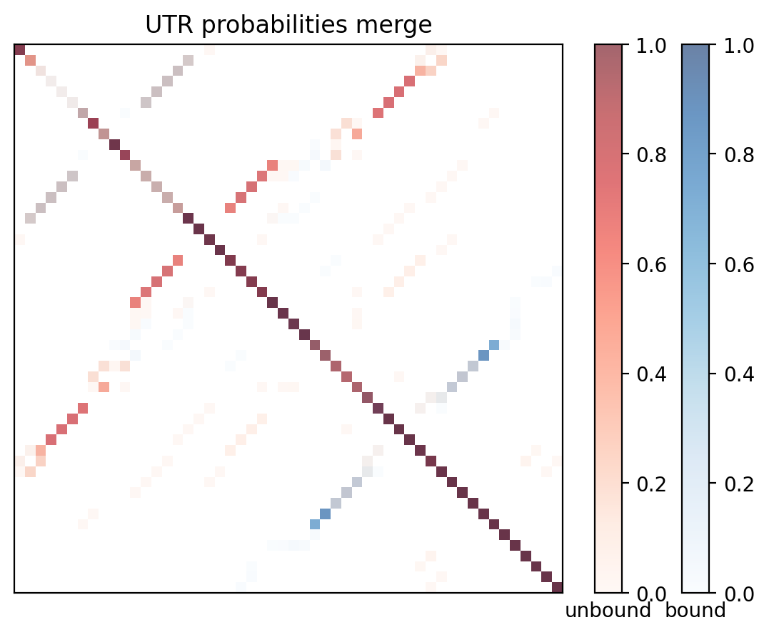 Heatmap of base pair probabilities for computational NUPACK foldings of the 5prime UTR with the bound and unbound conformers overlaid