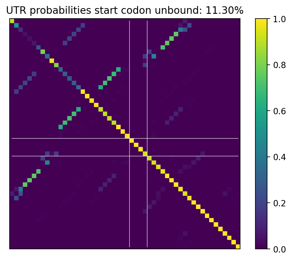 Heatmap of base pair probabilities for computational NUPACK foldings of the 5prime UTR that leave the start codon unbound