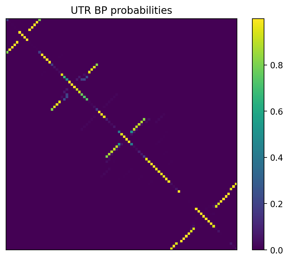 Heatmap of base pair probabilities for 1000 computational NUPACK foldings of the 5prime UTR