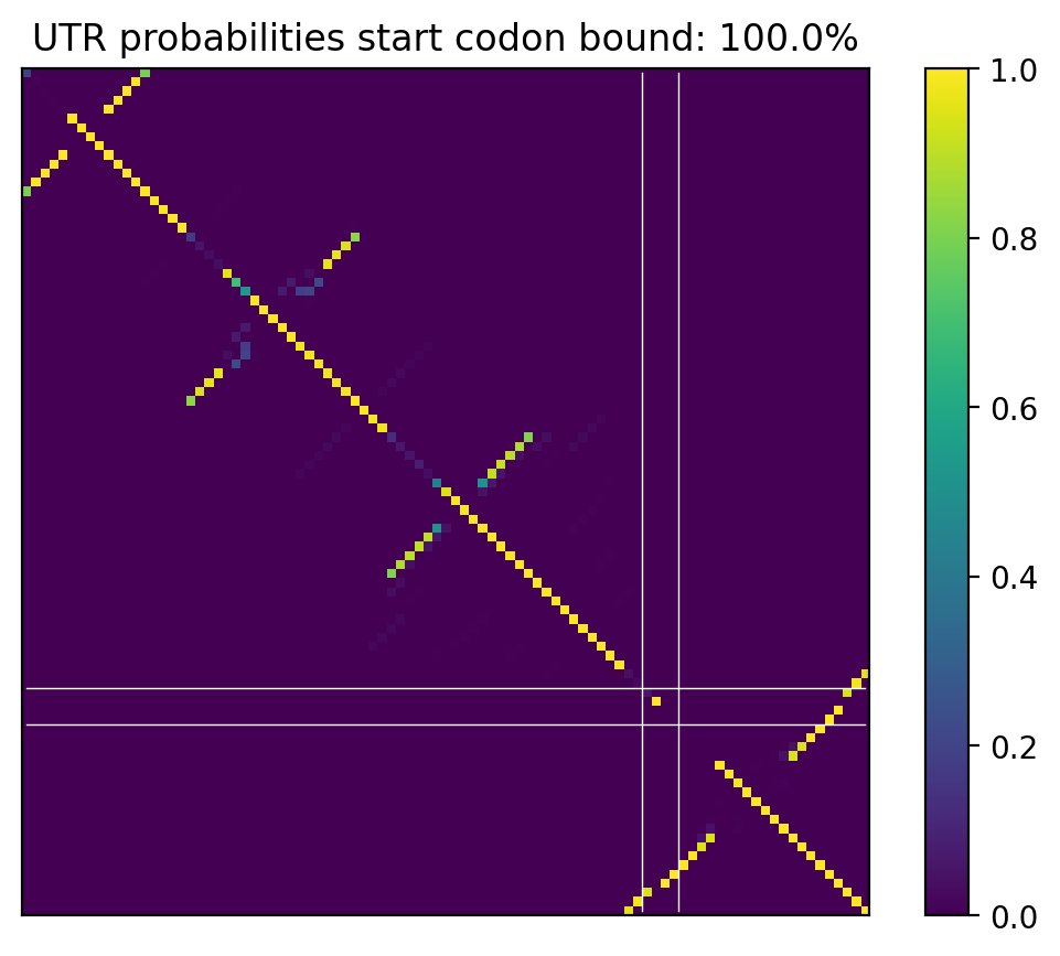 Heatmap of base pair probabilities for computational NUPACK foldings of the 5prime UTR that leave the start codon bound